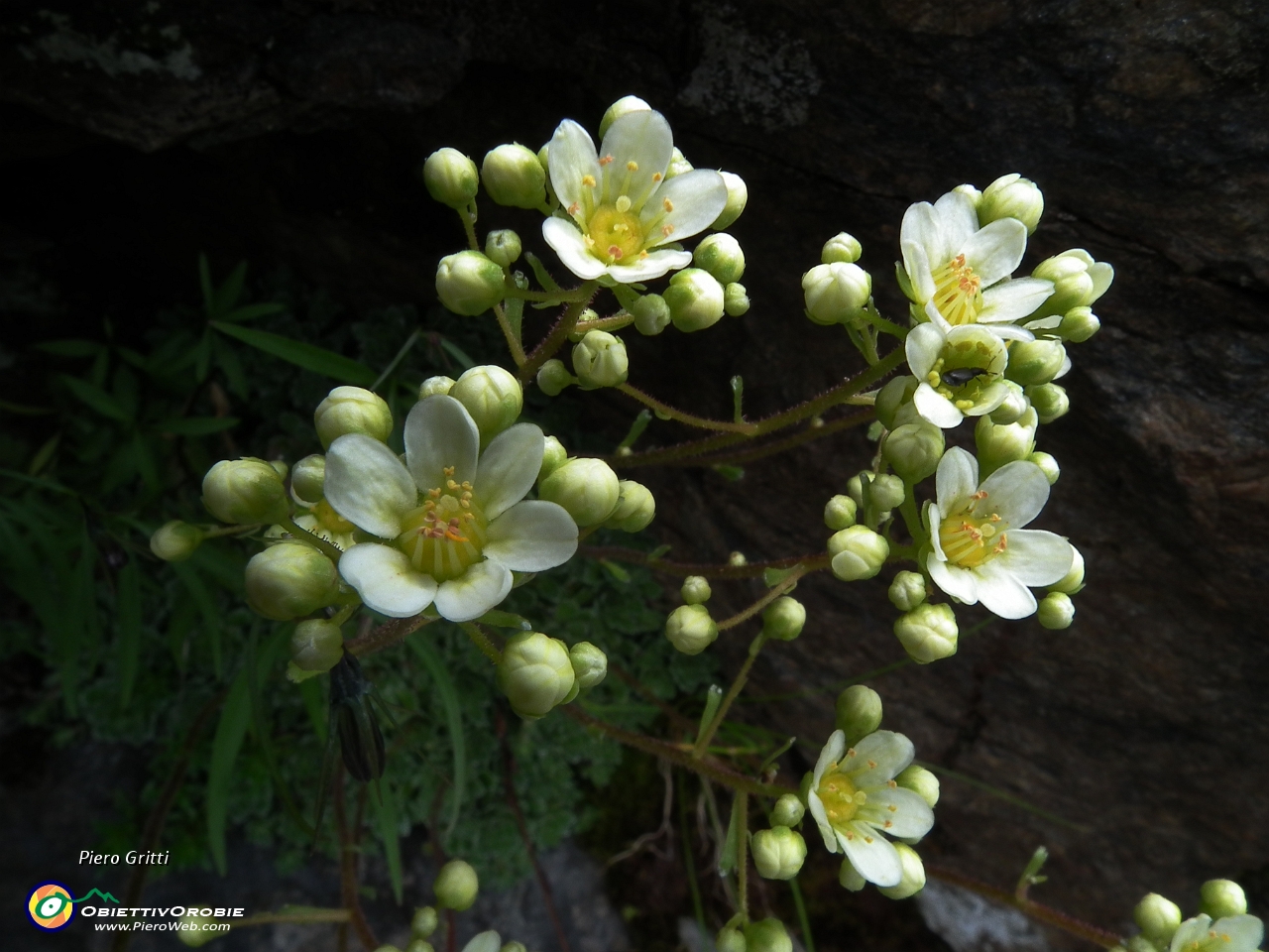 63 Saxifraga caesia....JPG